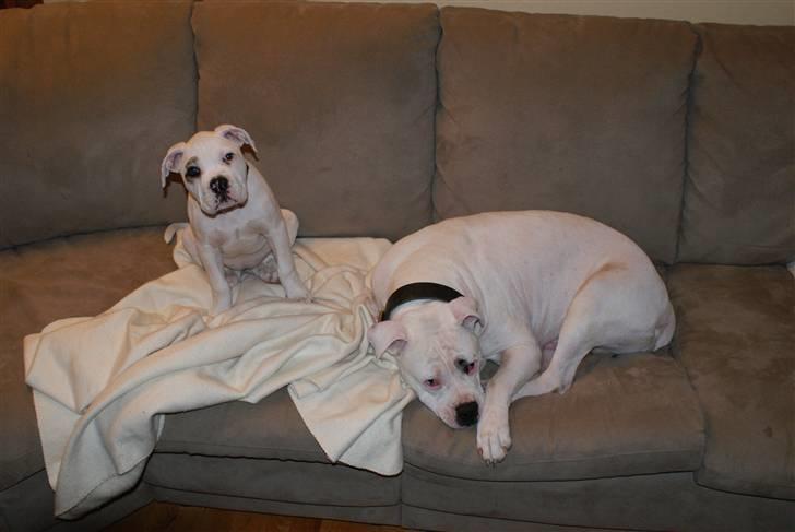 Amerikansk bulldog Daimond R.I.P 21/6-2010 billede 2