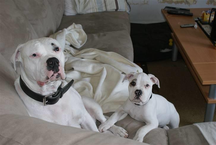 Amerikansk bulldog Daimond R.I.P 21/6-2010 billede 3