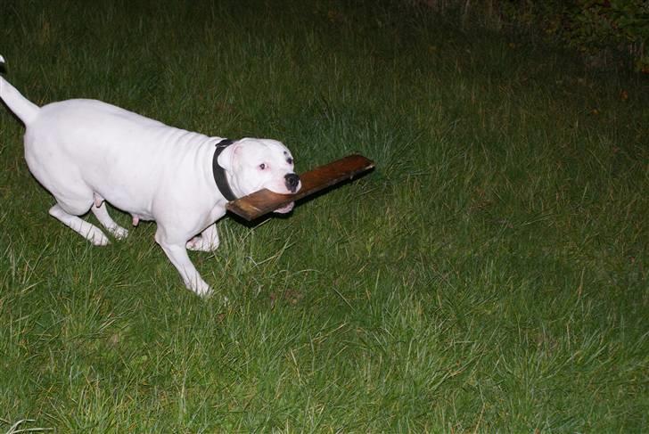 Amerikansk bulldog Daimond R.I.P 21/6-2010 billede 4