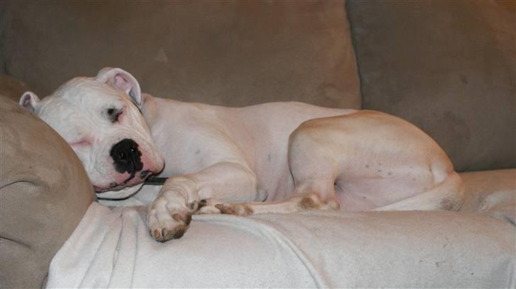 Amerikansk bulldog Daimond R.I.P 21/6-2010 billede 5
