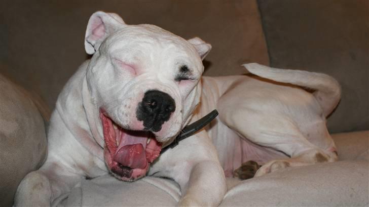 Amerikansk bulldog Daimond R.I.P 21/6-2010 billede 6