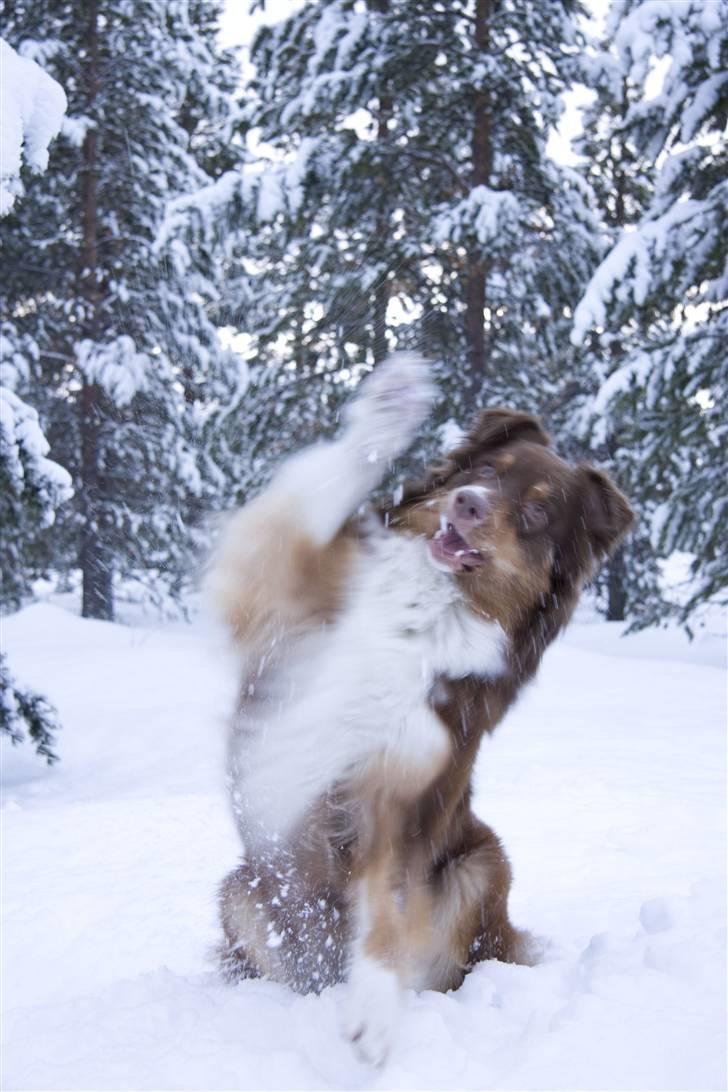 Australian shepherd Lucca billede 12