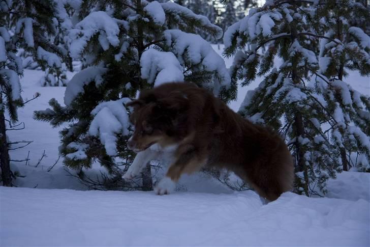 Australian shepherd Lucca billede 14