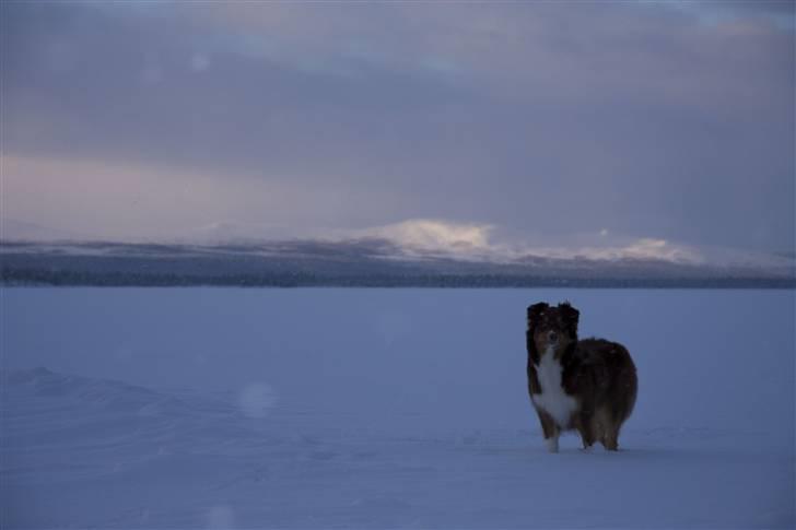 Australian shepherd Lucca billede 15