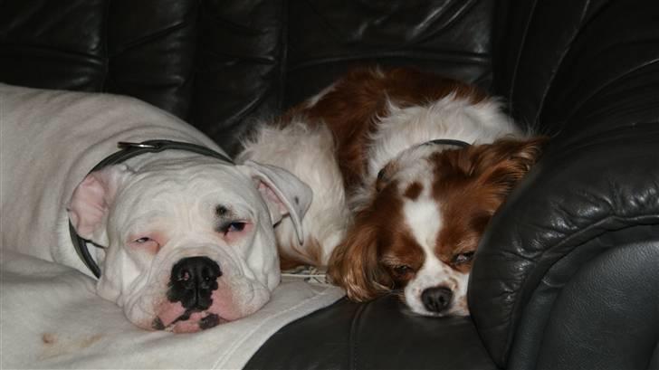 Amerikansk bulldog Daimond R.I.P 21/6-2010 billede 7