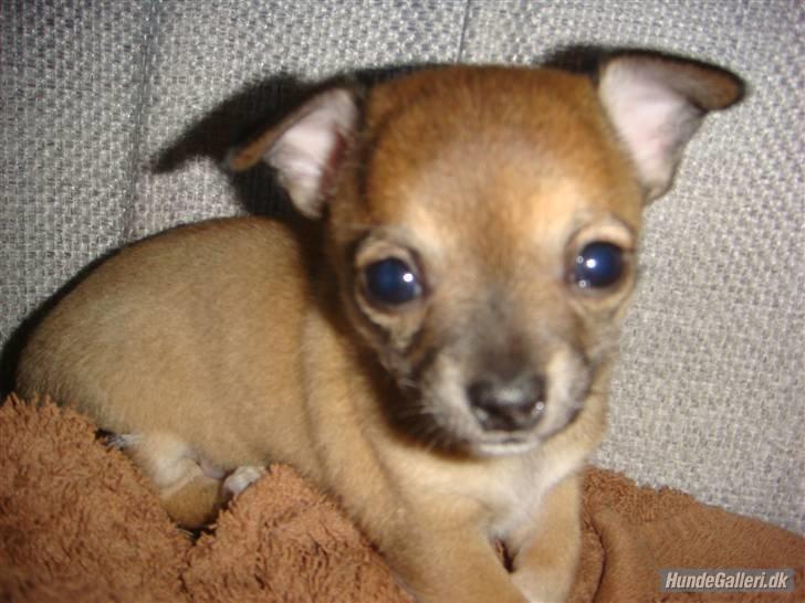 Chihuahua Emma billede 7