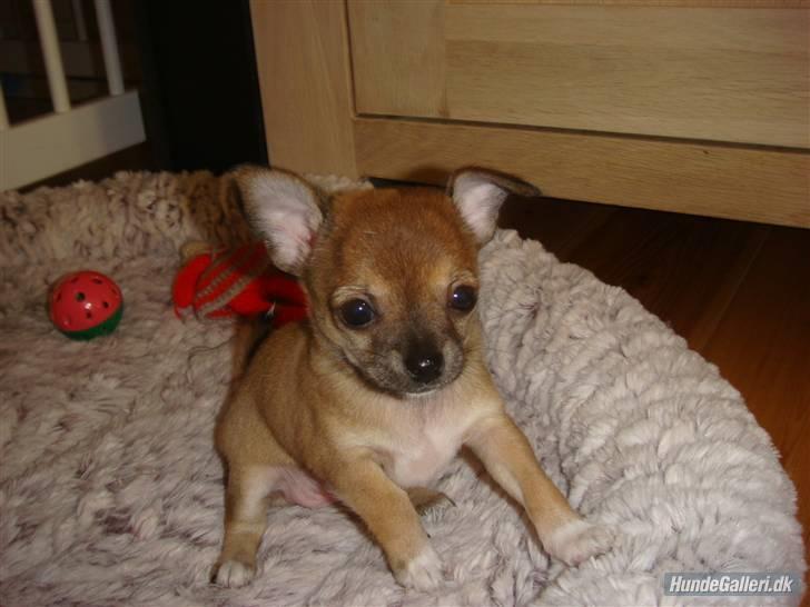 Chihuahua Emma billede 8