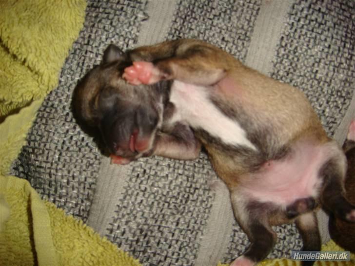 Chihuahua Emma billede 9