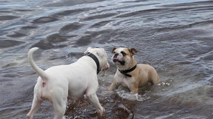 Amerikansk bulldog Daimond R.I.P 21/6-2010 billede 8