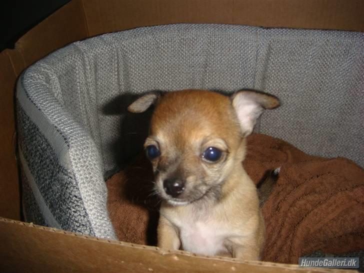 Chihuahua Emma billede 10