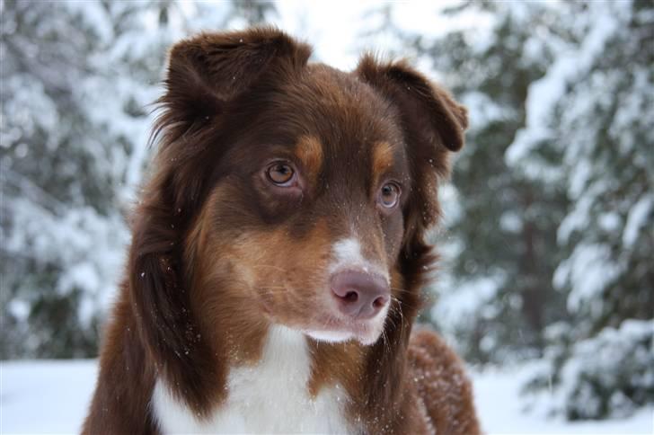 Australian shepherd Lucca billede 16