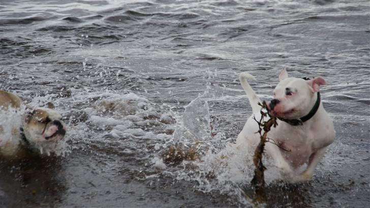 Amerikansk bulldog Daimond R.I.P 21/6-2010 billede 9