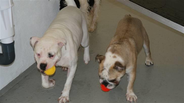 Amerikansk bulldog Daimond R.I.P 21/6-2010 billede 10