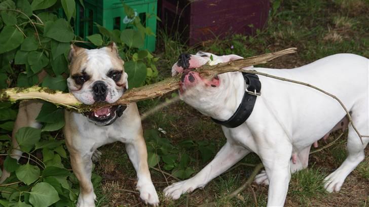 Amerikansk bulldog Daimond R.I.P 21/6-2010 billede 11