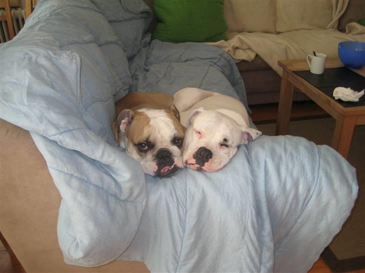 Amerikansk bulldog Daimond R.I.P 21/6-2010 billede 12