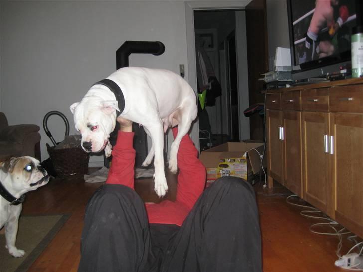 Amerikansk bulldog Daimond R.I.P 21/6-2010 billede 13