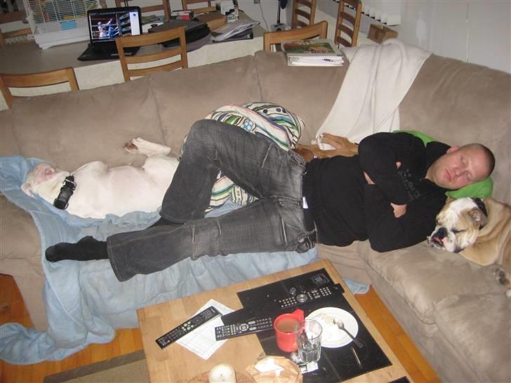 Amerikansk bulldog Daimond R.I.P 21/6-2010 billede 14