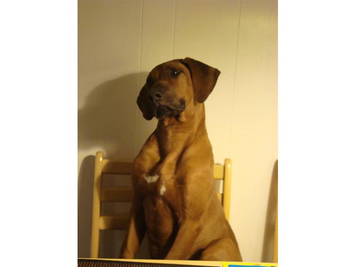 {{currentPhoto.altText}} billede {{currentPhoto.number}}