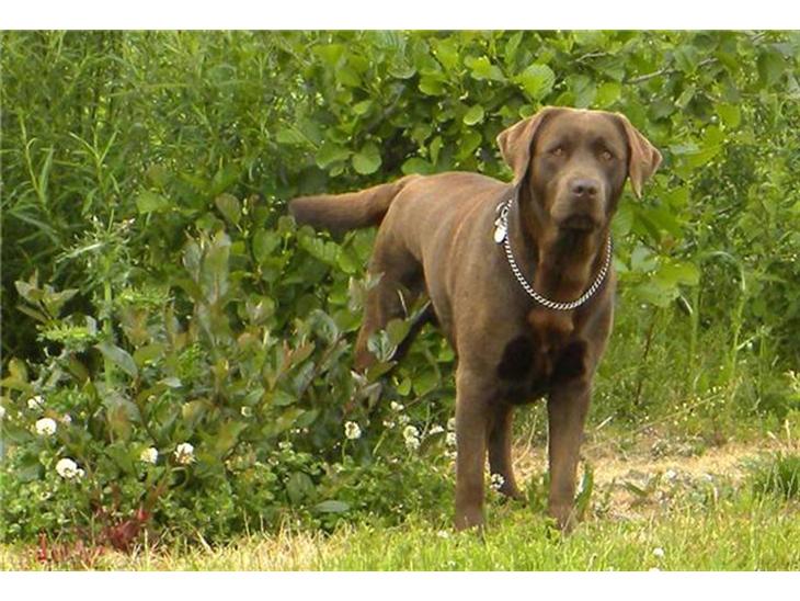 Labrador retriever Balder R.I.P. billede 1