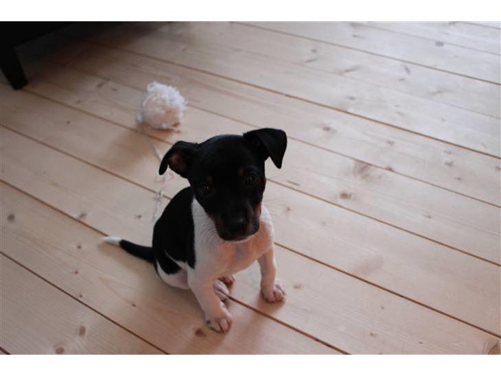 {{currentPhoto.altText}} billede {{currentPhoto.number}}