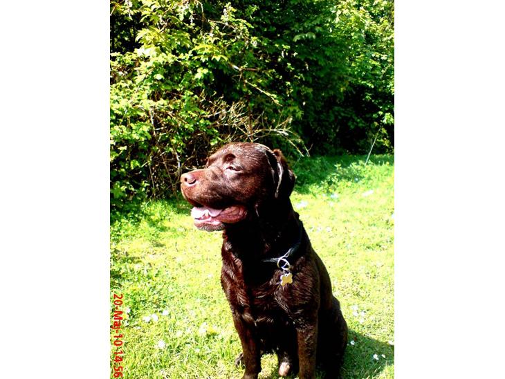 Labrador retriever Albert - Frodi du er den dejligste (:  billede 1