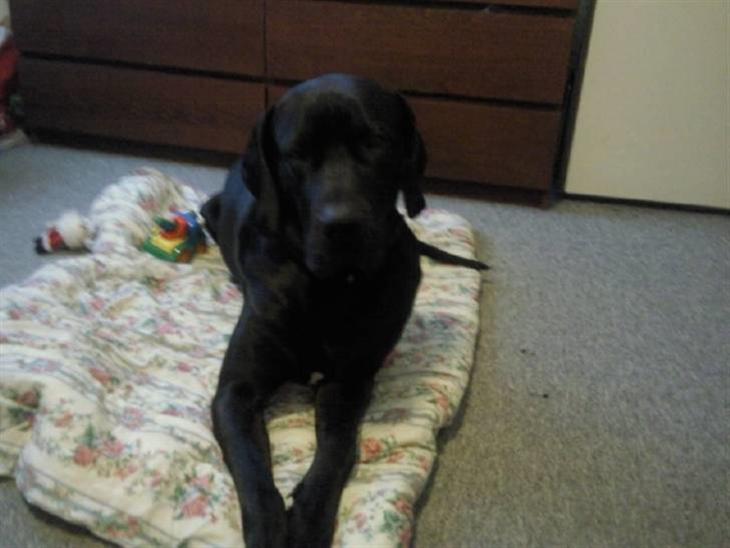 {{currentPhoto.altText}} billede {{currentPhoto.number}}