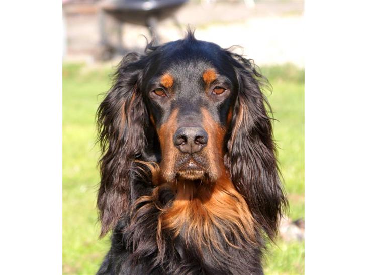 Gordon setter Felix - Velkommen til Felix´ profil (: Elsker dette billede af ham! billede 1