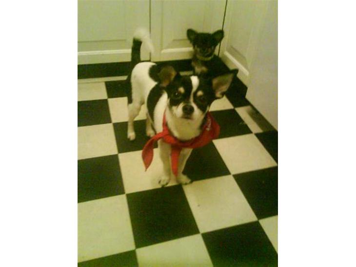 {{currentPhoto.altText}} billede {{currentPhoto.number}}