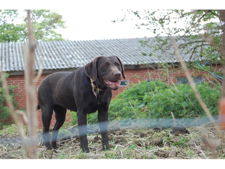 Labrador retriever Sascha billede 1