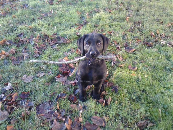 Labrador retriever Walter billede 1