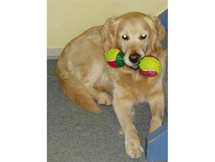 Golden retriever Music Cella † R.I.P †  - Gamle Cella med hendes bolde :b billede 1