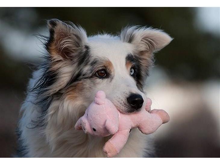 Blanding af racer Aus.shep/Bern.sen Ozzine billede 1