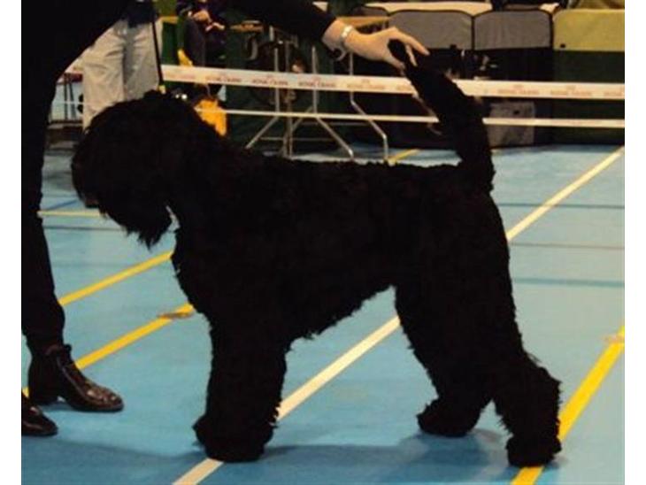 Sort russisk terrier hasse - hasse billede 1