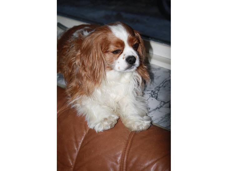 Cavalier king charles spaniel Buster R.I.P. 18/01-11 billede 1