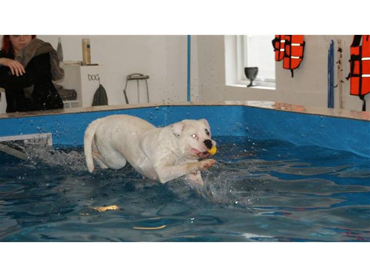 Amerikansk bulldog Daimond R.I.P 21/6-2010 billede 1
