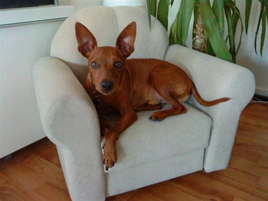 {{currentPhoto.altText}} billede {{currentPhoto.number}}