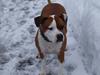 Amerikansk staffordshire terrier Hannibal