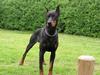 Dobermann Taras Zil Sawages