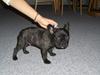 Fransk bulldog Charlie