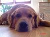 Golden retriever Baloo Hvil I FRED 28-9-07