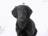 Flat coated retriever falco
