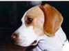 Beagle Max 