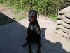 Dobermann (Gennings El-Nino)Jack