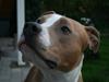 Amerikansk staffordshire terrier Cosmo (Du er savnet)