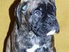 Boxer Xantos