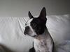Boston terrier Tex