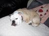 Engelsk bulldog Eddy