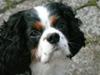 Cavalier king charles spaniel Disney