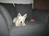 West highland white terrier Misti