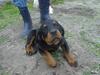 Rottweiler Nala